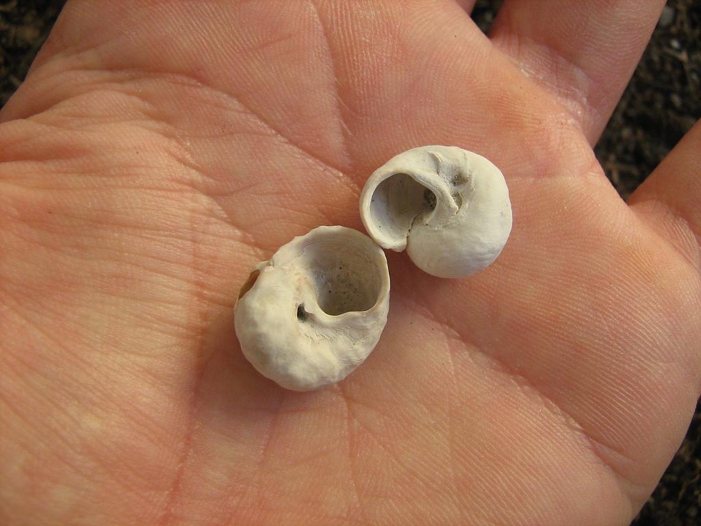 Identificazione fossili (pliocene biellese)